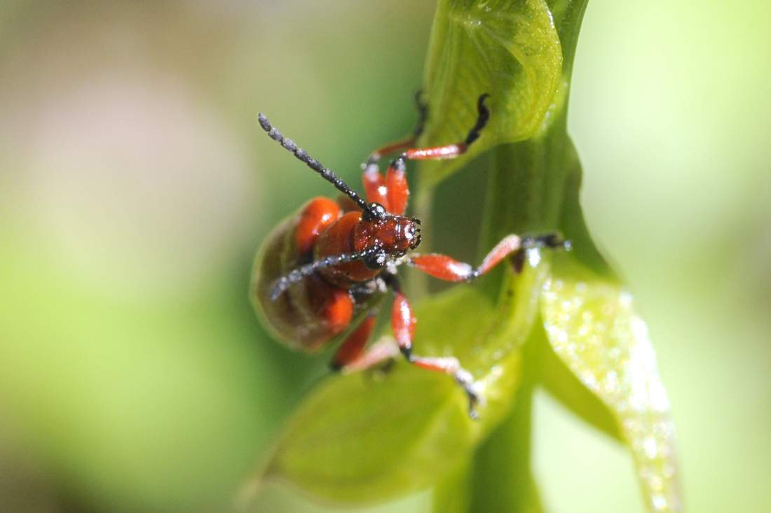 Lilioceris cf. schneideri?